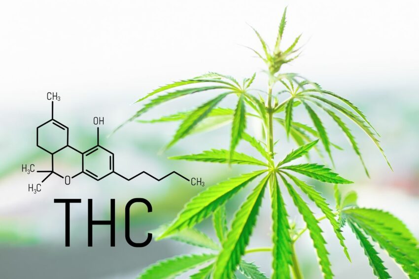 Best THC-H Products Reviewed