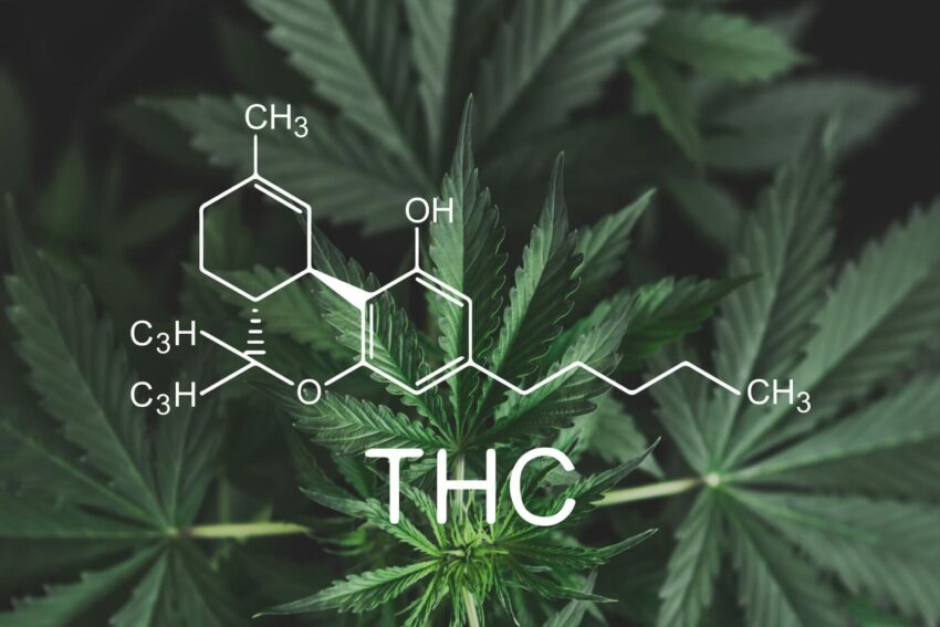 Best THC-JD Products Reviewed