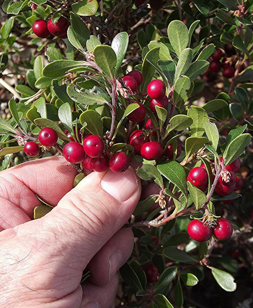 Comprehensive Guide on the Benefits of Bearberry Supplements